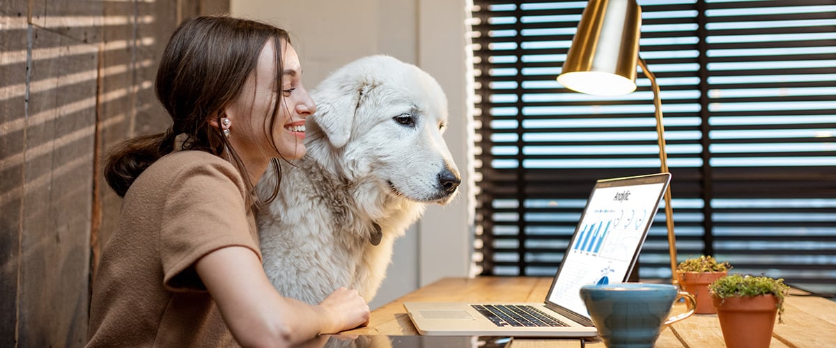 Hund mit Frau am Arbeitsplatz