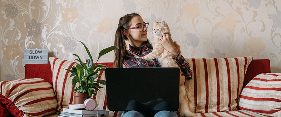 Junge Frau mit Zöpfen sitz mit Katze und Laptop auf der Couch